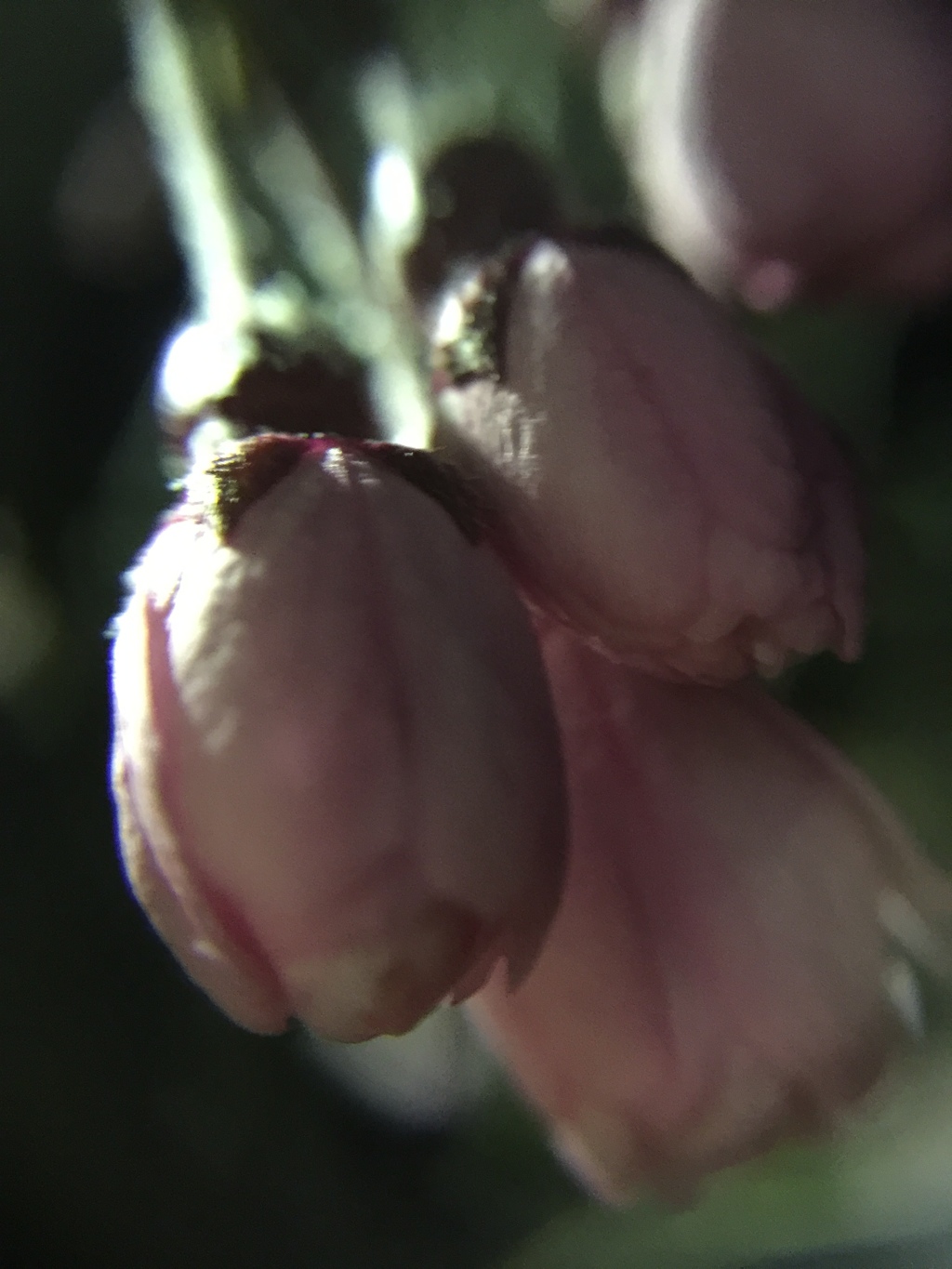 開花まえ