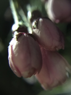 開花まえ