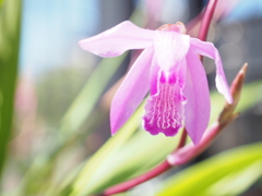 庭の花1 紫蘭