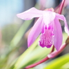 庭の花1 紫蘭