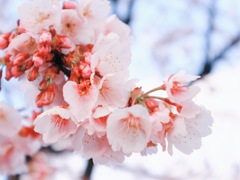 今年初めての桜、公園にて