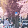 桜舞う交差点