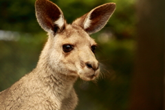 カンガエルー