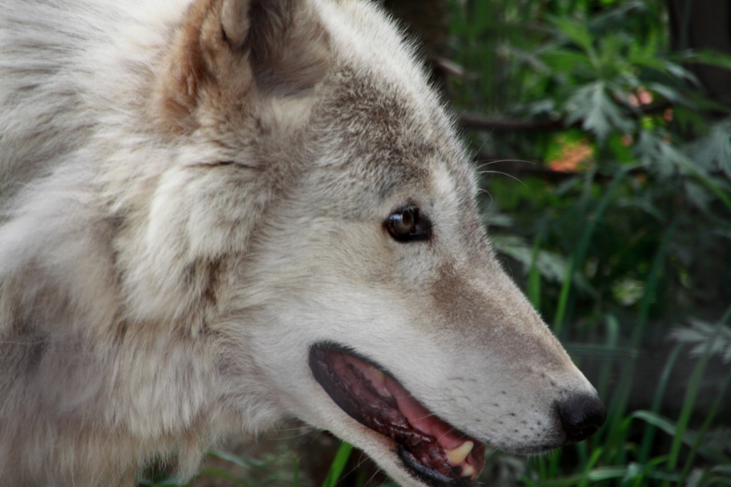 shy wolf boy