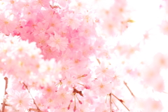 爛漫