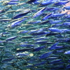 魚群