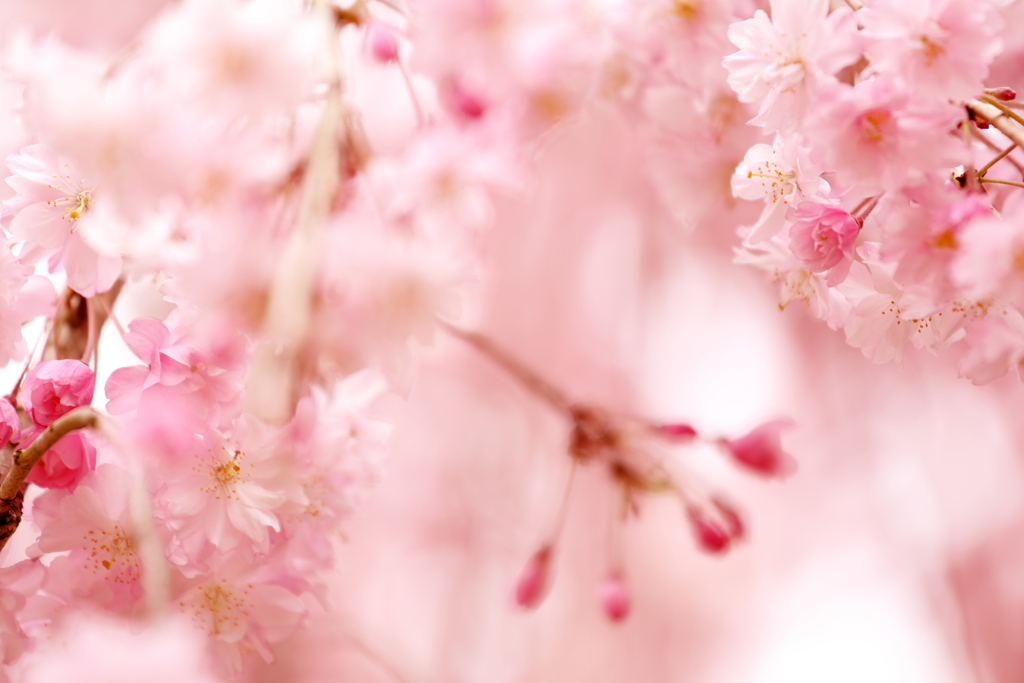 春爛漫