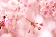 春爛漫