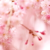春爛漫