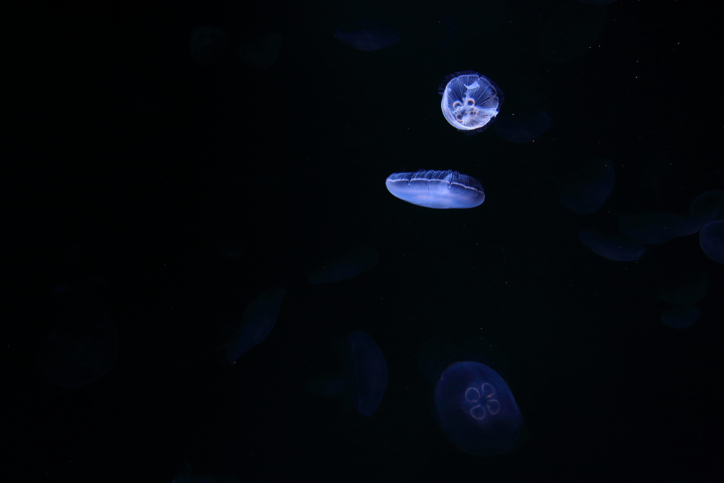 追跡