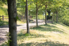 公園の散歩道