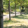 公園の散歩道