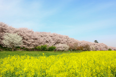 桜と菜の花