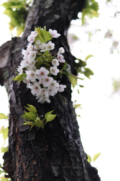 幹からSAKURA