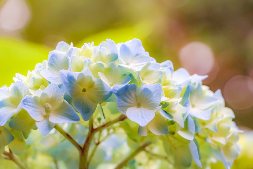 紫陽花