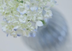 枯れる直前の花瓶のアジサイ