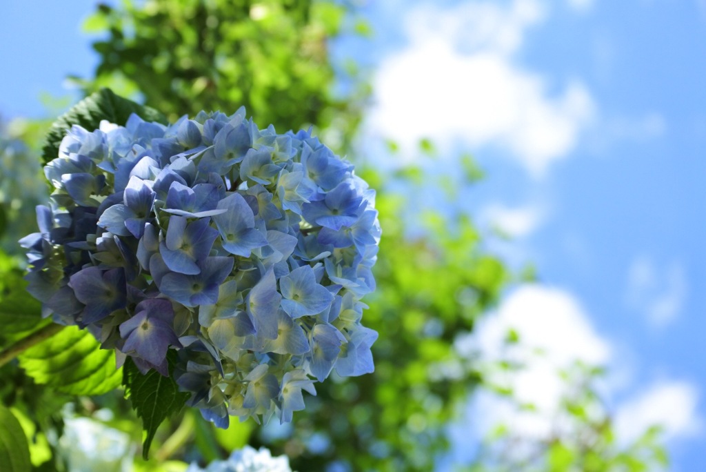 紫陽花だって太陽が好き