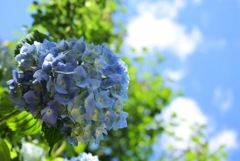 紫陽花だって太陽が好き