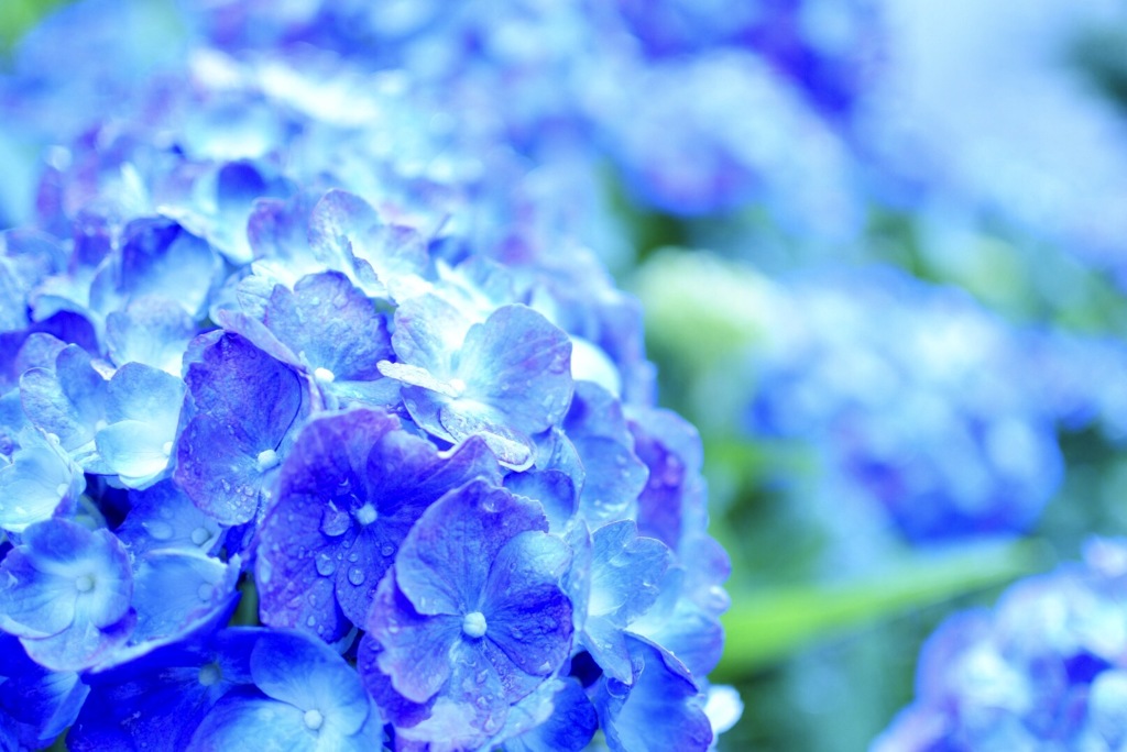 雨に負けぬ花