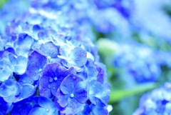 雨に負けぬ花
