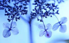 アマチャの花が陽に透けています