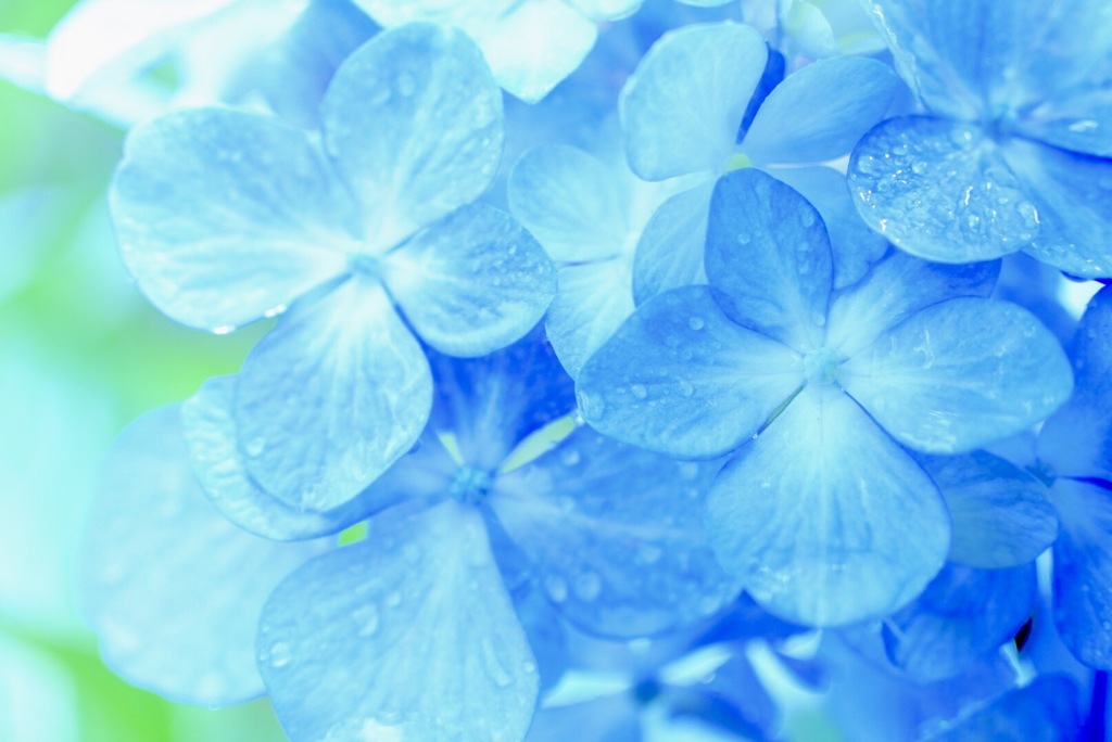 雨のPale blue