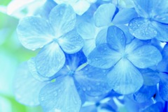 雨のPale blue