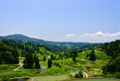 山古志の棚田