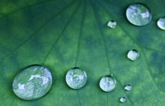 雨のビー玉