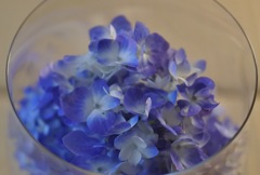 紫陽花ワイン…のつもり①