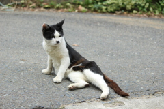 neko