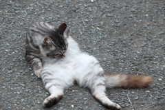 neko