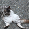 neko
