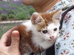 子猫のアミちゃんと散歩
