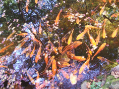 紅葉と鯉