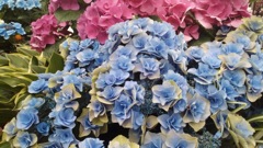 華やかな紫陽花