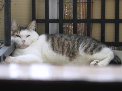 うつらうつら
