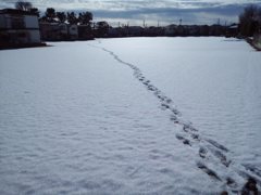 都内で雪の足跡