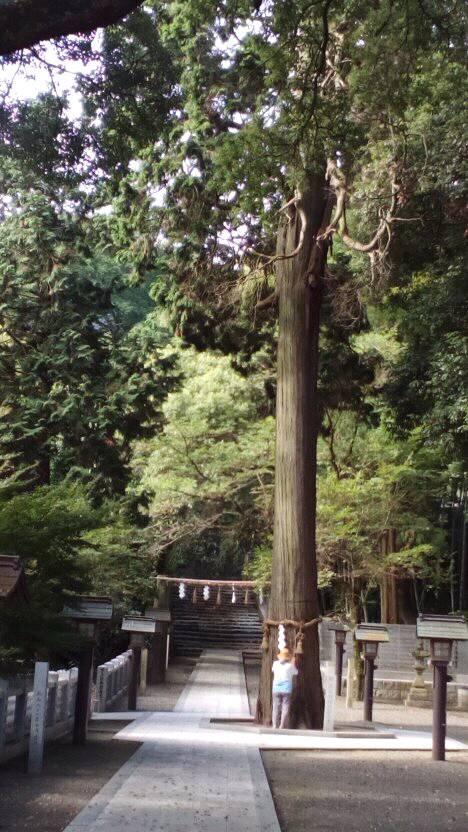 神木に触れる