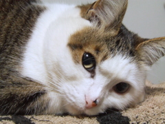 物思いにふけて