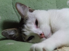 寝ぼけ顔のアミ