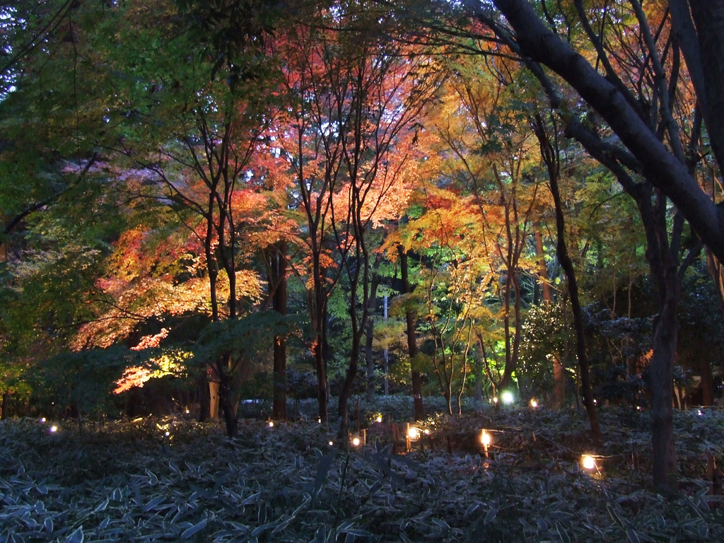 睡足軒の森紅葉ライトアップ