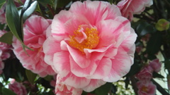 椿の花