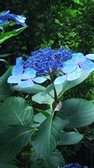 しっとりした紫陽花