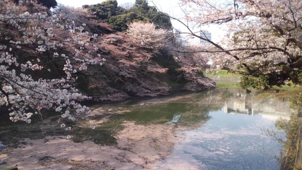 花吹雪　花筏
