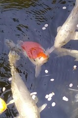 なあに？