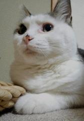 アミちゃん