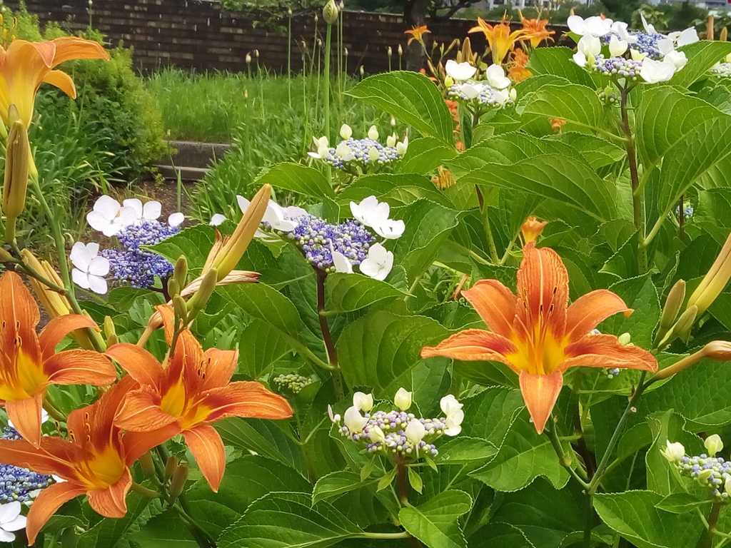 屋上庭園の花