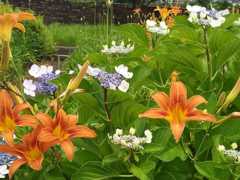 屋上庭園の花