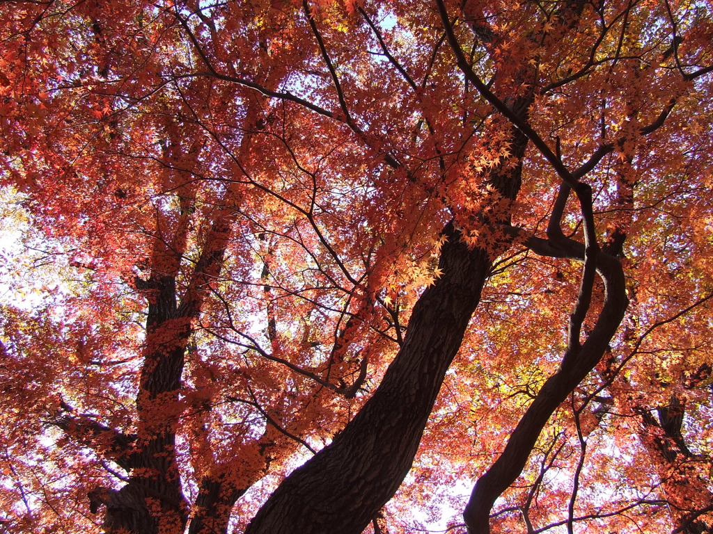 平林寺の紅葉